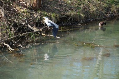 Nisan ayında, gri balıkçıl, Ardea cinerea ve erkek ördek, Anas platyrhynchos, Wuhle Nehri civarında yaşar. Ardea cinerea balıkçılgiller (Ardeidae) familyasından yırtıcı bir kuş türü. Berlin, Almanya, Avrupa.