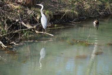 Nisan ayında, gri balıkçıl, Ardea cinerea ve erkek ördek, Anas platyrhynchos, Wuhle Nehri civarında yaşar. Ardea cinerea balıkçılgiller (Ardeidae) familyasından yırtıcı bir kuş türü. Berlin, Almanya, Avrupa.