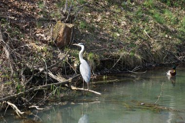 Nisan ayında, gri balıkçıl, Ardea cinerea ve erkek ördek, Anas platyrhynchos, Wuhle Nehri civarında yaşar. Ardea cinerea balıkçılgiller (Ardeidae) familyasından yırtıcı bir kuş türü. Berlin, Almanya, Avrupa.