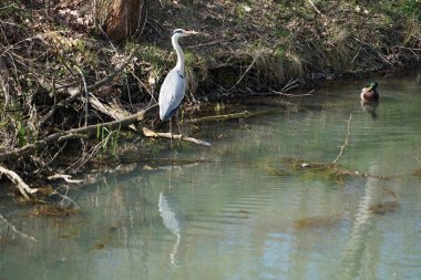 Nisan ayında, gri balıkçıl, Ardea cinerea ve erkek ördek, Anas platyrhynchos, Wuhle Nehri civarında yaşar. Ardea cinerea balıkçılgiller (Ardeidae) familyasından yırtıcı bir kuş türü. Berlin, Almanya, Avrupa.
