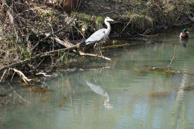 Nisan ayında, gri balıkçıl, Ardea cinerea ve erkek ördek, Anas platyrhynchos, Wuhle Nehri civarında yaşar. Ardea cinerea balıkçılgiller (Ardeidae) familyasından yırtıcı bir kuş türü. Berlin, Almanya, Avrupa.