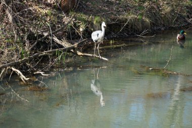 Nisan ayında, gri balıkçıl, Ardea cinerea ve erkek ördek, Anas platyrhynchos, Wuhle Nehri civarında yaşar. Ardea cinerea balıkçılgiller (Ardeidae) familyasından yırtıcı bir kuş türü. Berlin, Almanya, Avrupa.