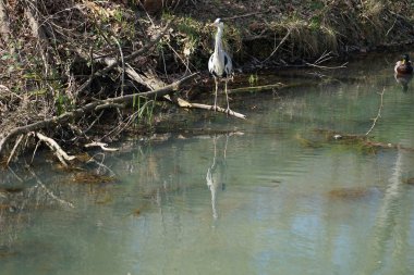 Nisan ayında, gri balıkçıl, Ardea cinerea ve erkek ördek, Anas platyrhynchos, Wuhle Nehri civarında yaşar. Ardea cinerea balıkçılgiller (Ardeidae) familyasından yırtıcı bir kuş türü. Berlin, Almanya, Avrupa.