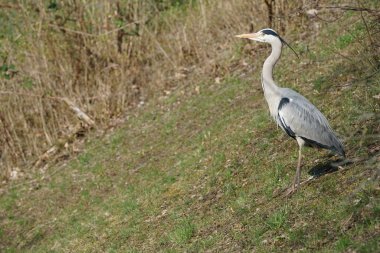 Gri balıkçıl, Ardea cinerea, Nisan ayında Wuhle Nehri civarında yaşar. Ardea cinerea balıkçılgiller (Ardeidae) familyasından yırtıcı bir kuş türü. Berlin, Almanya, Avrupa.