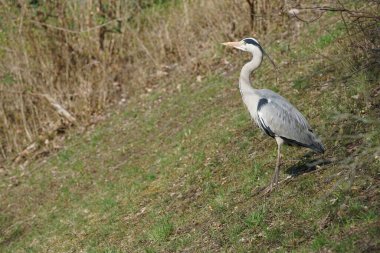 Gri balıkçıl, Ardea cinerea, Nisan ayında Wuhle Nehri civarında yaşar. Ardea cinerea balıkçılgiller (Ardeidae) familyasından yırtıcı bir kuş türü. Berlin, Almanya, Avrupa.