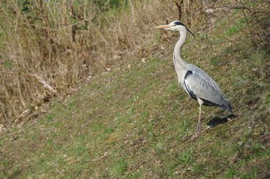 Gri balıkçıl, Ardea cinerea, Nisan ayında Wuhle Nehri civarında yaşar. Ardea cinerea balıkçılgiller (Ardeidae) familyasından yırtıcı bir kuş türü. Berlin, Almanya, Avrupa.