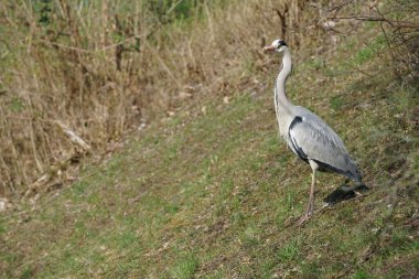 Gri balıkçıl, Ardea cinerea, Nisan ayında Wuhle Nehri civarında yaşar. Ardea cinerea balıkçılgiller (Ardeidae) familyasından yırtıcı bir kuş türü. Berlin, Almanya, Avrupa.