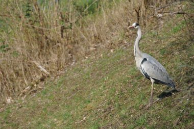 Gri balıkçıl, Ardea cinerea, Nisan ayında Wuhle Nehri civarında yaşar. Ardea cinerea balıkçılgiller (Ardeidae) familyasından yırtıcı bir kuş türü. Berlin, Almanya, Avrupa.
