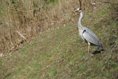 Gri balıkçıl, Ardea cinerea, Nisan ayında Wuhle Nehri civarında yaşar. Ardea cinerea balıkçılgiller (Ardeidae) familyasından yırtıcı bir kuş türü. Berlin, Almanya, Avrupa.