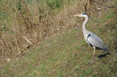 Gri balıkçıl, Ardea cinerea, Nisan ayında Wuhle Nehri civarında yaşar. Ardea cinerea balıkçılgiller (Ardeidae) familyasından yırtıcı bir kuş türü. Berlin, Almanya, Avrupa.