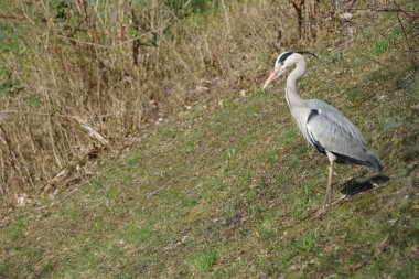 Gri balıkçıl, Ardea cinerea, Nisan ayında Wuhle Nehri civarında yaşar. Ardea cinerea balıkçılgiller (Ardeidae) familyasından yırtıcı bir kuş türü. Berlin, Almanya, Avrupa.