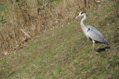 Gri balıkçıl, Ardea cinerea, Nisan ayında Wuhle Nehri civarında yaşar. Ardea cinerea balıkçılgiller (Ardeidae) familyasından yırtıcı bir kuş türü. Berlin, Almanya, Avrupa.