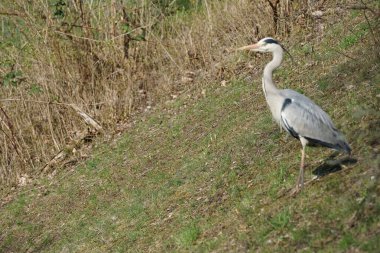 Gri balıkçıl, Ardea cinerea, Nisan ayında Wuhle Nehri civarında yaşar. Ardea cinerea balıkçılgiller (Ardeidae) familyasından yırtıcı bir kuş türü. Berlin, Almanya, Avrupa.