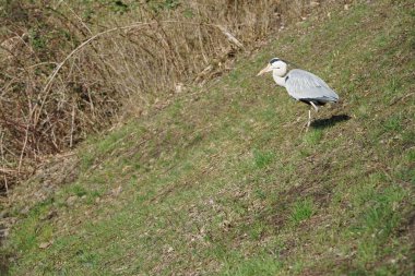 Gri balıkçıl, Ardea cinerea, Nisan ayında Wuhle Nehri civarında yaşar. Ardea cinerea balıkçılgiller (Ardeidae) familyasından yırtıcı bir kuş türü. Berlin, Almanya, Avrupa.