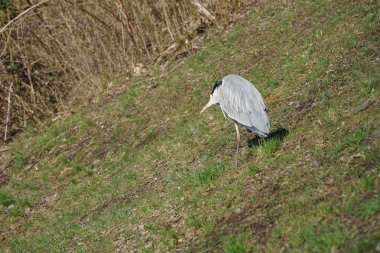 Gri balıkçıl, Ardea cinerea, Nisan ayında Wuhle Nehri civarında yaşar. Ardea cinerea balıkçılgiller (Ardeidae) familyasından yırtıcı bir kuş türü. Berlin, Almanya, Avrupa.