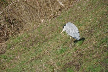 Gri balıkçıl, Ardea cinerea, Nisan ayında Wuhle Nehri civarında yaşar. Ardea cinerea balıkçılgiller (Ardeidae) familyasından yırtıcı bir kuş türü. Berlin, Almanya, Avrupa.