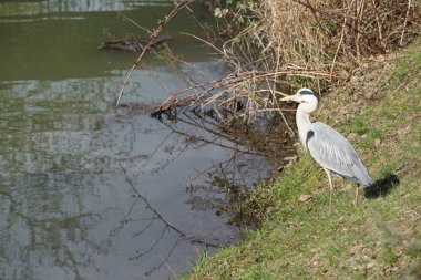 Gri balıkçıl, Ardea cinerea, Nisan ayında Wuhle Nehri civarında yaşar. Ardea cinerea balıkçılgiller (Ardeidae) familyasından yırtıcı bir kuş türü. Berlin, Almanya, Avrupa.