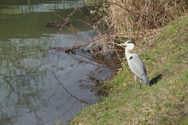 Gri balıkçıl, Ardea cinerea, Nisan ayında Wuhle Nehri civarında yaşar. Ardea cinerea balıkçılgiller (Ardeidae) familyasından yırtıcı bir kuş türü. Berlin, Almanya, Avrupa.