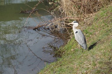 Gri balıkçıl, Ardea cinerea, Nisan ayında Wuhle Nehri civarında yaşar. Ardea cinerea balıkçılgiller (Ardeidae) familyasından yırtıcı bir kuş türü. Berlin, Almanya, Avrupa.