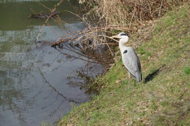 Gri balıkçıl, Ardea cinerea, Nisan ayında Wuhle Nehri civarında yaşar. Ardea cinerea balıkçılgiller (Ardeidae) familyasından yırtıcı bir kuş türü. Berlin, Almanya, Avrupa.
