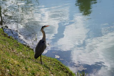 Gri balıkçıl, Ardea cinerea, Nisan ayında Wuhle Nehri civarında yaşar. Ardea cinerea balıkçılgiller (Ardeidae) familyasından yırtıcı bir kuş türü. Berlin, Almanya, Avrupa.