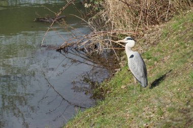 Gri balıkçıl, Ardea cinerea, Nisan ayında Wuhle Nehri civarında yaşar. Ardea cinerea balıkçılgiller (Ardeidae) familyasından yırtıcı bir kuş türü. Berlin, Almanya, Avrupa.