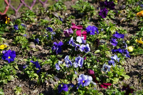 Çiçek tarlası Nisan ayında Schlosspark Biesdorf 'ta çeşitli hanım evlatlarıyla ekilir. Bahçe ibnesi Viola x wittrockiana, bir bahçe çiçeği olarak yetiştirilmiş bir tür büyük çiçekli melez bitkidir. Berlin, Almanya.