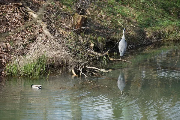 Nisan ayında, gri balıkçıl, Ardea cinerea ve erkek ördek, Anas platyrhynchos, Wuhle Nehri civarında yaşar. Ardea cinerea balıkçılgiller (Ardeidae) familyasından yırtıcı bir kuş türü. Berlin, Almanya, Avrupa.