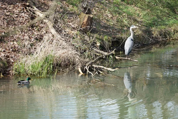 Nisan ayında, gri balıkçıl, Ardea cinerea ve erkek ördek, Anas platyrhynchos, Wuhle Nehri civarında yaşar. Ardea cinerea balıkçılgiller (Ardeidae) familyasından yırtıcı bir kuş türü. Berlin, Almanya, Avrupa.