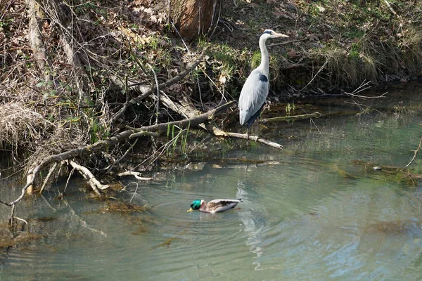Nisan ayında, gri balıkçıl, Ardea cinerea ve erkek ördek, Anas platyrhynchos, Wuhle Nehri civarında yaşar. Ardea cinerea balıkçılgiller (Ardeidae) familyasından yırtıcı bir kuş türü. Berlin, Almanya, Avrupa.