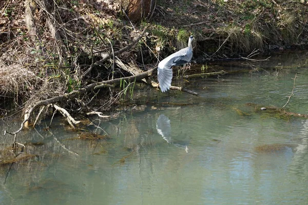 Gri balıkçıl, Ardea cinerea, Nisan ayında Wuhle Nehri civarında yaşar. Ardea cinerea balıkçılgiller (Ardeidae) familyasından yırtıcı bir kuş türü. Berlin, Almanya, Avrupa.