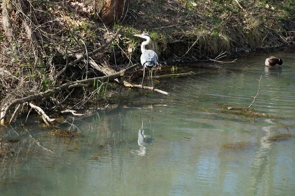 Nisan ayında, gri balıkçıl, Ardea cinerea ve erkek ördek, Anas platyrhynchos, Wuhle Nehri civarında yaşar. Ardea cinerea balıkçılgiller (Ardeidae) familyasından yırtıcı bir kuş türü. Berlin, Almanya, Avrupa.