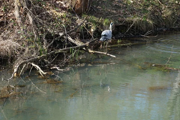 Gri balıkçıl, Ardea cinerea, Nisan ayında Wuhle Nehri civarında yaşar. Ardea cinerea balıkçılgiller (Ardeidae) familyasından yırtıcı bir kuş türü. Berlin, Almanya, Avrupa.