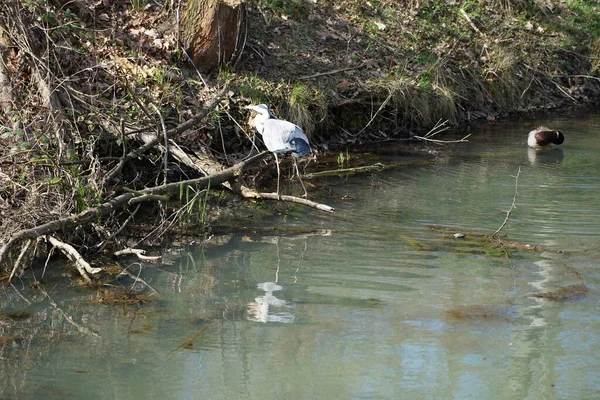Nisan ayında, gri balıkçıl, Ardea cinerea ve erkek ördek, Anas platyrhynchos, Wuhle Nehri civarında yaşar. Ardea cinerea balıkçılgiller (Ardeidae) familyasından yırtıcı bir kuş türü. Berlin, Almanya, Avrupa.