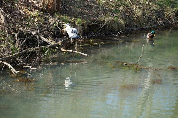 Nisan ayında, gri balıkçıl, Ardea cinerea ve erkek ördek, Anas platyrhynchos, Wuhle Nehri civarında yaşar. Ardea cinerea balıkçılgiller (Ardeidae) familyasından yırtıcı bir kuş türü. Berlin, Almanya, Avrupa.