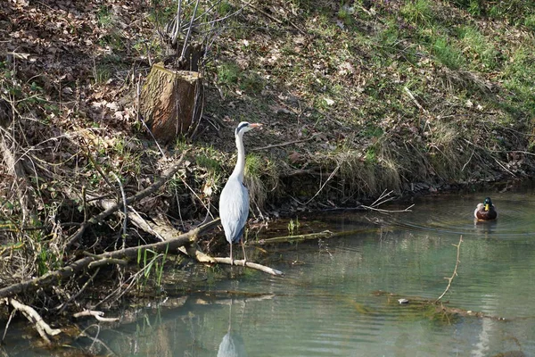 Nisan ayında, gri balıkçıl, Ardea cinerea ve erkek ördek, Anas platyrhynchos, Wuhle Nehri civarında yaşar. Ardea cinerea balıkçılgiller (Ardeidae) familyasından yırtıcı bir kuş türü. Berlin, Almanya, Avrupa.