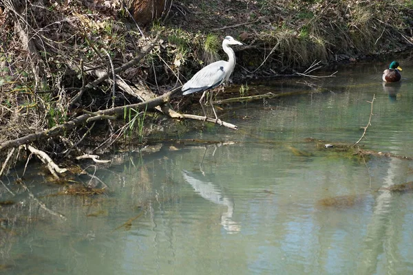 Nisan ayında, gri balıkçıl, Ardea cinerea ve erkek ördek, Anas platyrhynchos, Wuhle Nehri civarında yaşar. Ardea cinerea balıkçılgiller (Ardeidae) familyasından yırtıcı bir kuş türü. Berlin, Almanya, Avrupa.