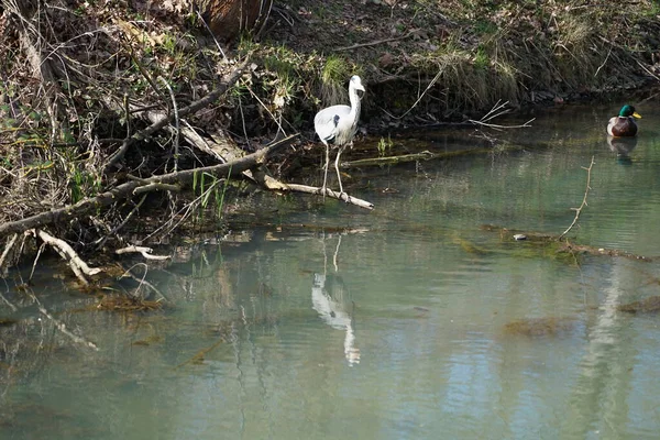 Nisan ayında, gri balıkçıl, Ardea cinerea ve erkek ördek, Anas platyrhynchos, Wuhle Nehri civarında yaşar. Ardea cinerea balıkçılgiller (Ardeidae) familyasından yırtıcı bir kuş türü. Berlin, Almanya, Avrupa.