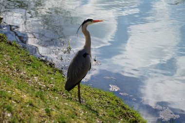 Gri balıkçıl, Ardea cinerea, Nisan ayında Wuhle Nehri civarında yaşar. Ardea cinerea balıkçılgiller (Ardeidae) familyasından yırtıcı bir kuş türü. Berlin, Almanya, Avrupa.