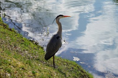 Gri balıkçıl, Ardea cinerea, Nisan ayında Wuhle Nehri civarında yaşar. Ardea cinerea balıkçılgiller (Ardeidae) familyasından yırtıcı bir kuş türü. Berlin, Almanya, Avrupa.