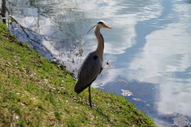 Gri balıkçıl, Ardea cinerea, Nisan ayında Wuhle Nehri civarında yaşar. Ardea cinerea balıkçılgiller (Ardeidae) familyasından yırtıcı bir kuş türü. Berlin, Almanya, Avrupa.