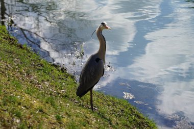 Gri balıkçıl, Ardea cinerea, Nisan ayında Wuhle Nehri civarında yaşar. Ardea cinerea balıkçılgiller (Ardeidae) familyasından yırtıcı bir kuş türü. Berlin, Almanya, Avrupa.