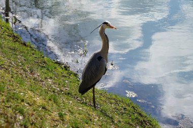 Gri balıkçıl, Ardea cinerea, Nisan ayında Wuhle Nehri civarında yaşar. Ardea cinerea balıkçılgiller (Ardeidae) familyasından yırtıcı bir kuş türü. Berlin, Almanya, Avrupa.