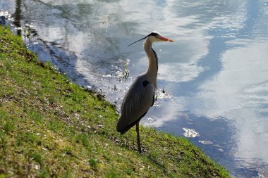 Gri balıkçıl, Ardea cinerea, Nisan ayında Wuhle Nehri civarında yaşar. Ardea cinerea balıkçılgiller (Ardeidae) familyasından yırtıcı bir kuş türü. Berlin, Almanya, Avrupa.
