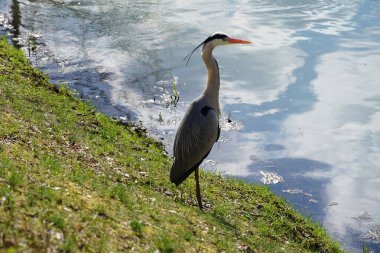 Gri balıkçıl, Ardea cinerea, Nisan ayında Wuhle Nehri civarında yaşar. Ardea cinerea balıkçılgiller (Ardeidae) familyasından yırtıcı bir kuş türü. Berlin, Almanya, Avrupa.