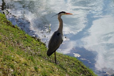 Gri balıkçıl, Ardea cinerea, Nisan ayında Wuhle Nehri civarında yaşar. Ardea cinerea balıkçılgiller (Ardeidae) familyasından yırtıcı bir kuş türü. Berlin, Almanya, Avrupa.