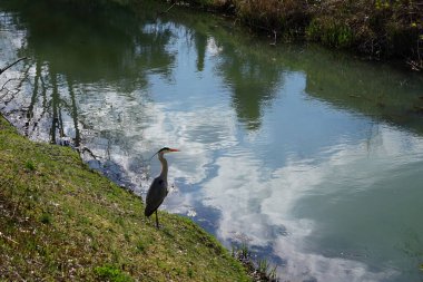 Gri balıkçıl, Ardea cinerea, Nisan ayında Wuhle Nehri civarında yaşar. Ardea cinerea balıkçılgiller (Ardeidae) familyasından yırtıcı bir kuş türü. Berlin, Almanya, Avrupa.