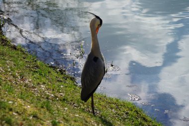 Gri balıkçıl, Ardea cinerea, Nisan ayında Wuhle Nehri civarında yaşar. Ardea cinerea balıkçılgiller (Ardeidae) familyasından yırtıcı bir kuş türü. Berlin, Almanya, Avrupa.
