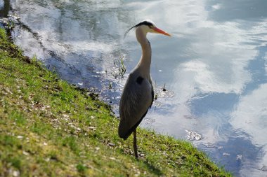 Gri balıkçıl, Ardea cinerea, Nisan ayında Wuhle Nehri civarında yaşar. Ardea cinerea balıkçılgiller (Ardeidae) familyasından yırtıcı bir kuş türü. Berlin, Almanya, Avrupa.