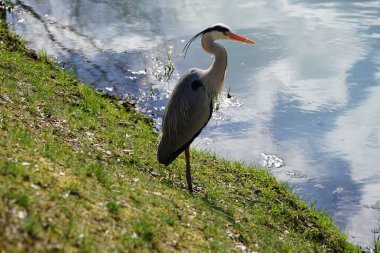 Gri balıkçıl, Ardea cinerea, Nisan ayında Wuhle Nehri civarında yaşar. Ardea cinerea balıkçılgiller (Ardeidae) familyasından yırtıcı bir kuş türü. Berlin, Almanya, Avrupa.